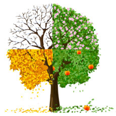 Les saisons énergétiques du calendrier chinois Arbre 4 saisons